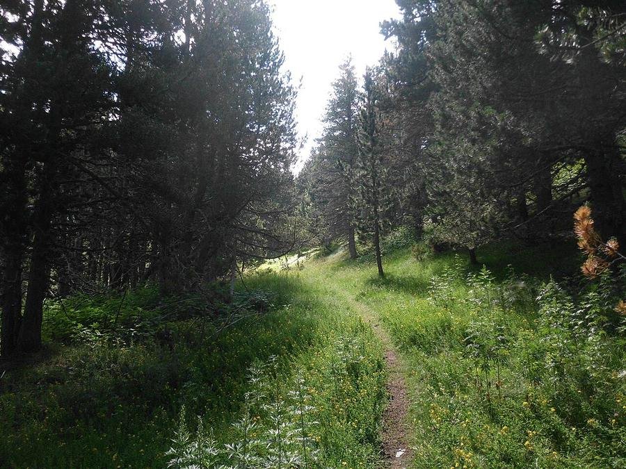 Sendero entre pinos del bosque del Pinar en Cerler