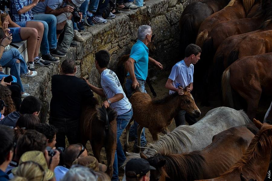 Caballos salvajes agolpados durante la Rapa das Bestas