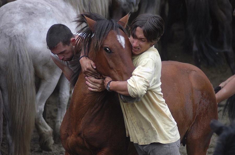 Caballos y aloitadores durante la rapa en el curro de Sabucedo