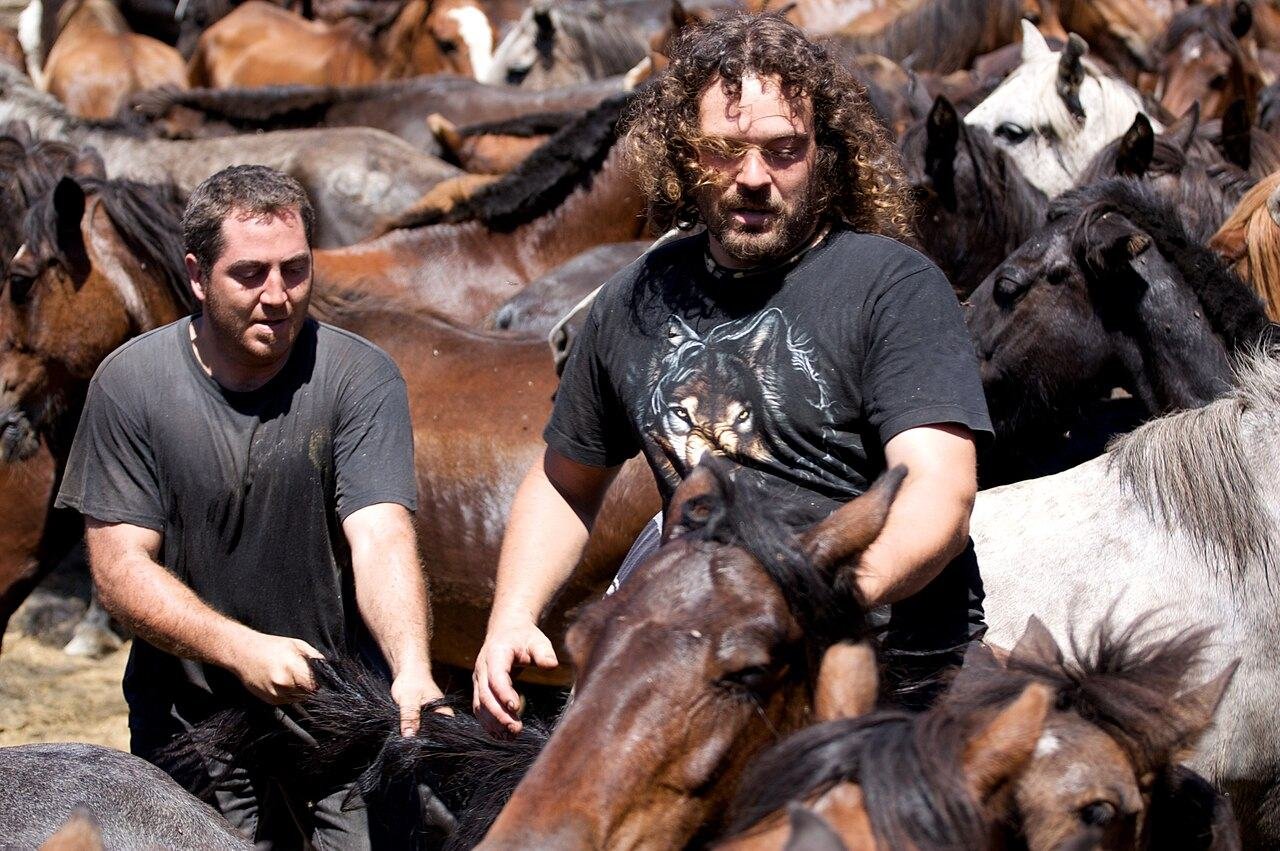 Aloitadores entre caballos salvajes en el curro de Sabucedo durante la Rapa das Bestas